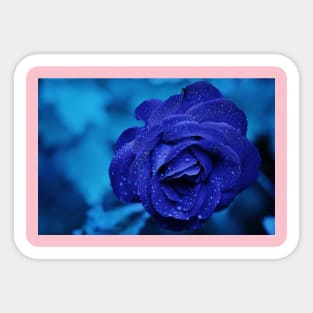 Blue rose Sticker